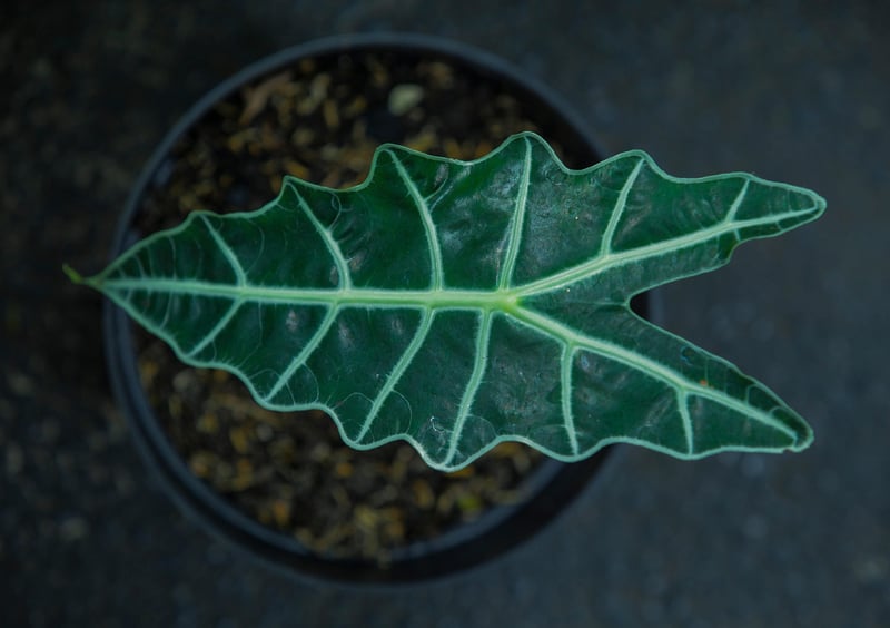 African Mask Plant