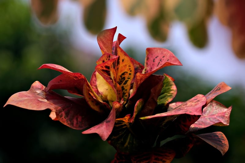 Gold Dust Croton